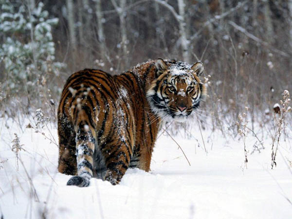 Siberian Tiger Heilongjiang